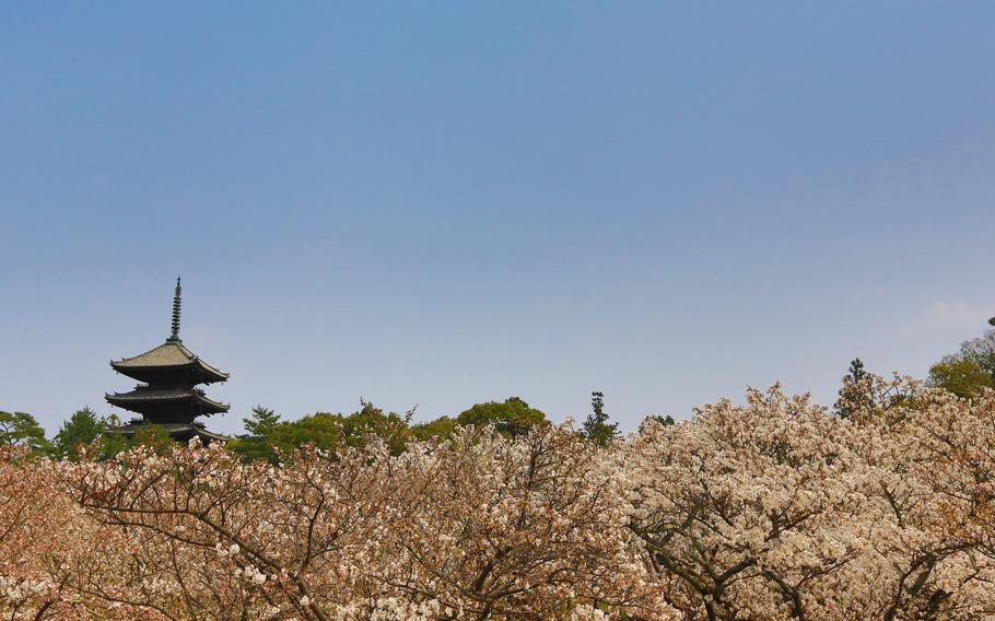 Ninja-ji Temple Pagoda and cherry blossom trees